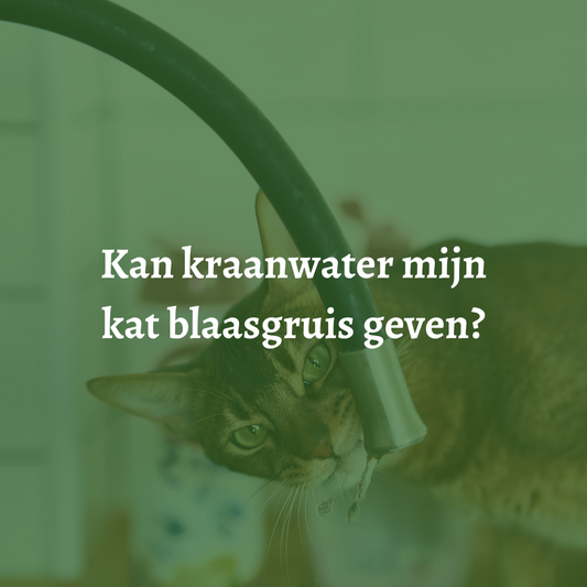 Kan kraanwater mijn kat blaasgruis geven?