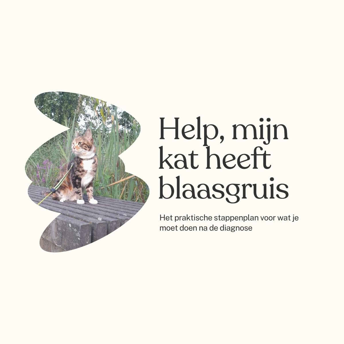 Help, mijn kat heeft blaasgruis